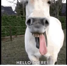 horse face gif.